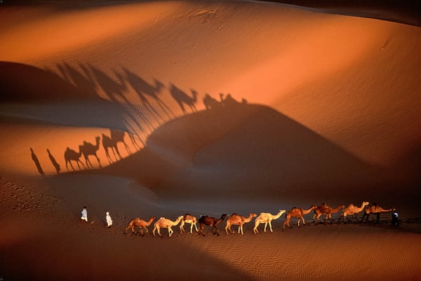 Dromedary Caravan near Nouakchott, Mauritania - Yann Arthus-Bertrand