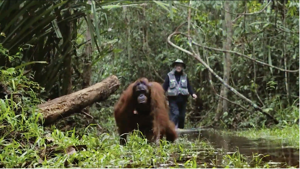 Dr Galdikas and Orangutan