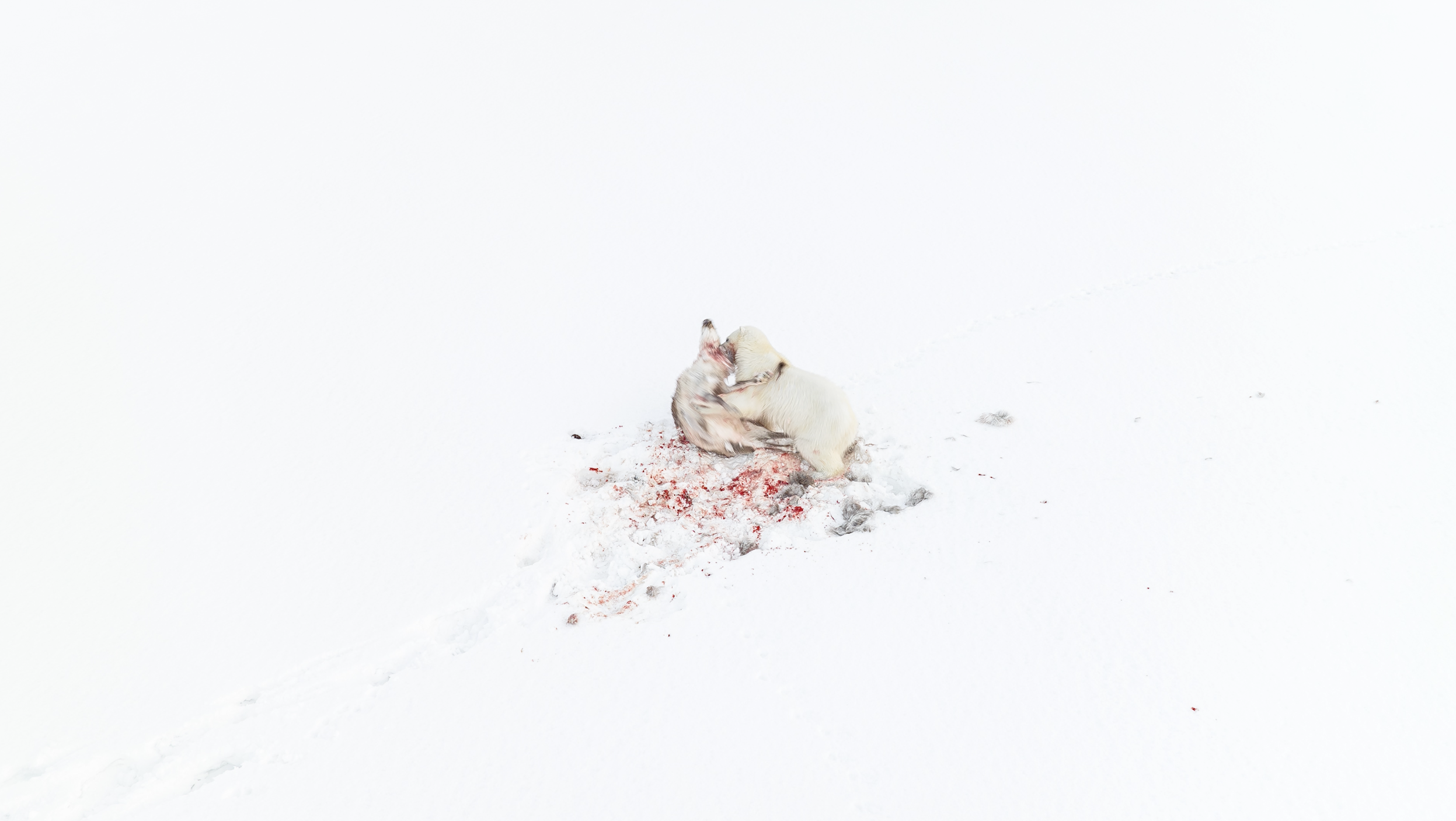 Florian Ledoux Polar Obsession Polar Bear eats Rain Deer
