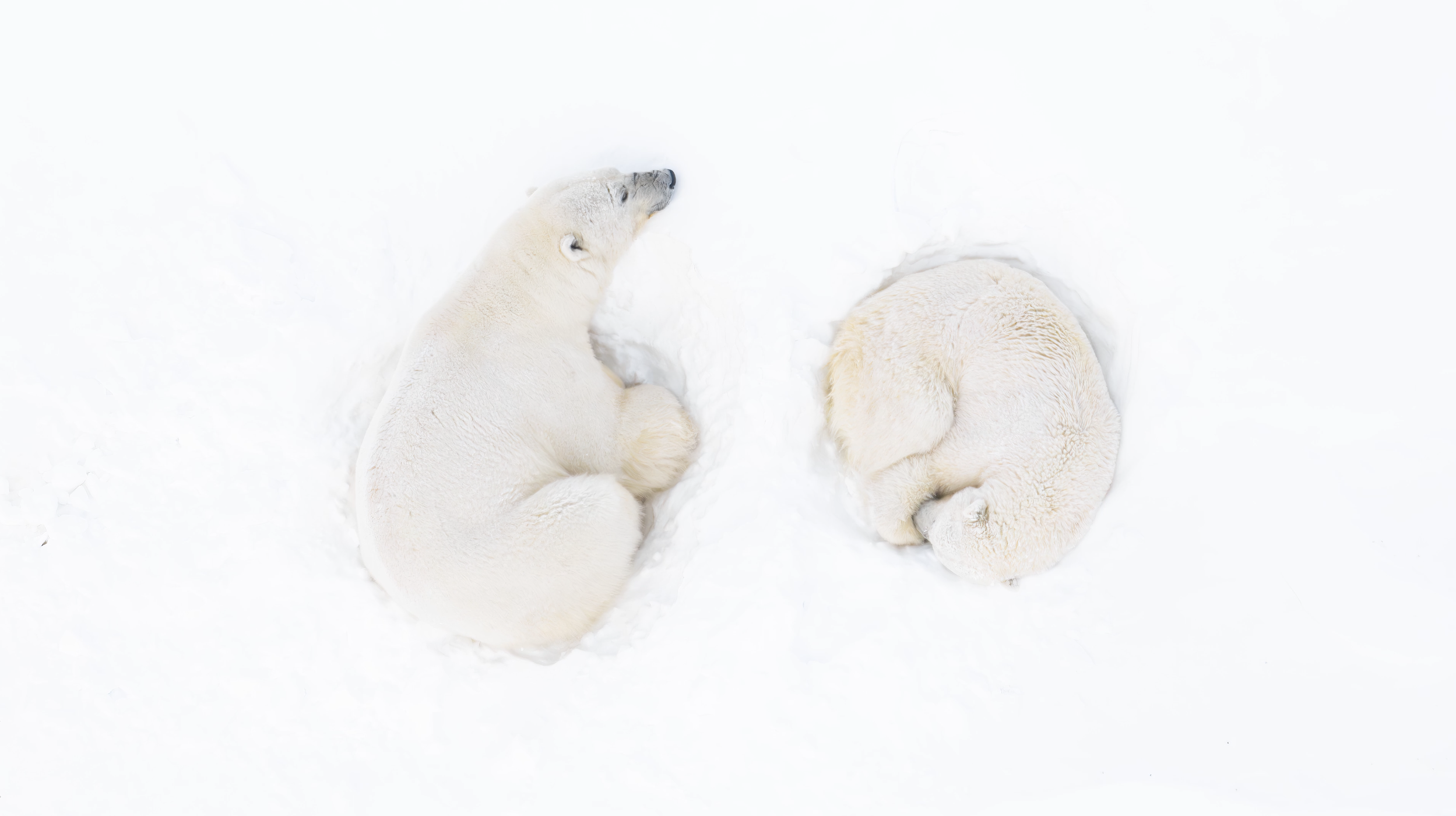 Florian Ledoux Polar Obsession Polar Bears