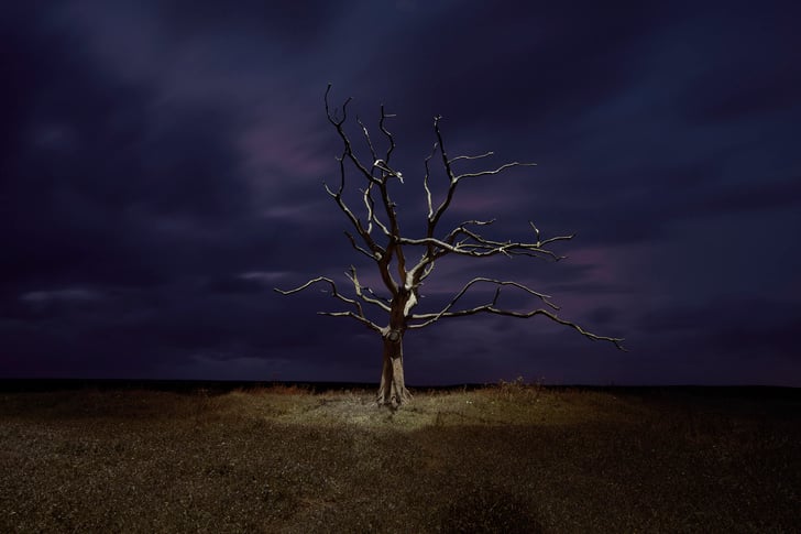 GiJ-Skeleton-Tree-Summer 1
