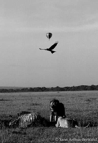 Photographing lions in a hot air balloon in Kenya, 1980 - Yann Arthus-Bertrand