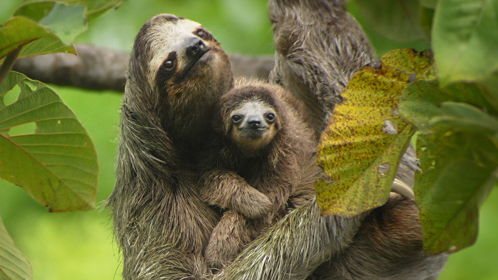 Mother and Baby Sloth