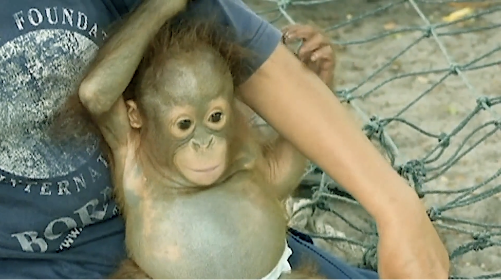 Orangoutan baby