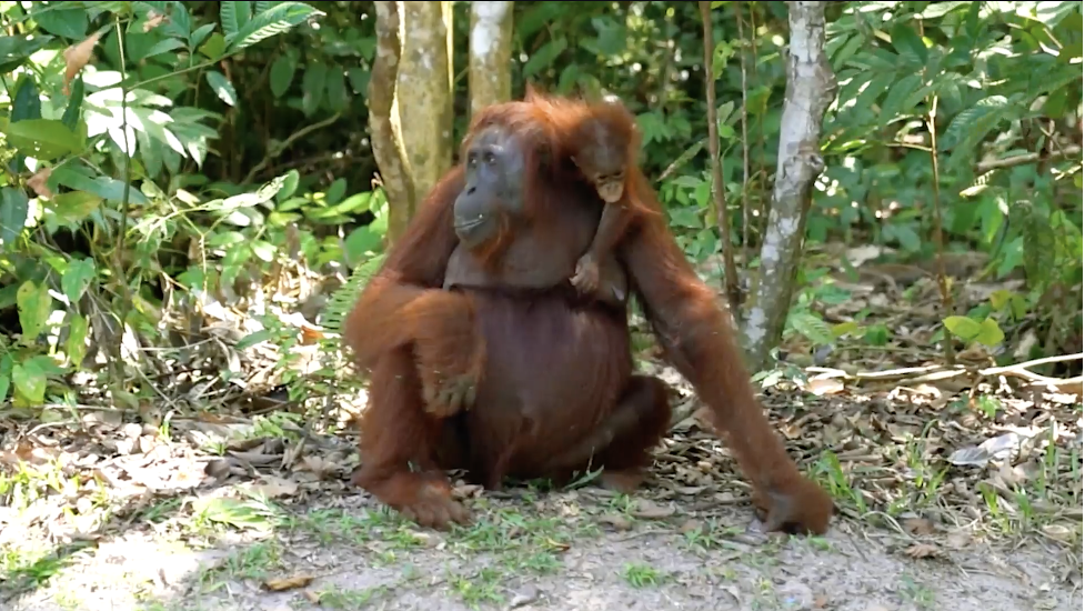 Orangutan and a baby
