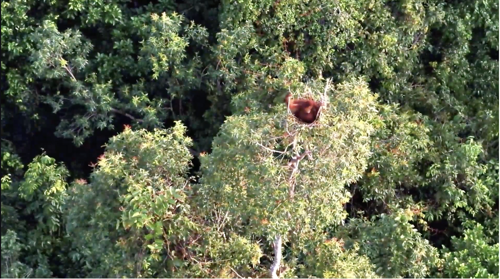 Orangutan viewed from a drone