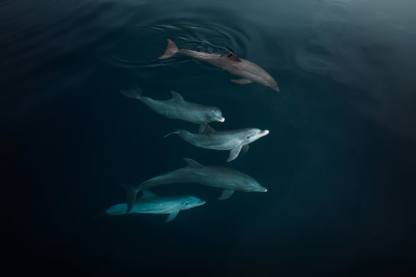 Paul Nicklen Interview - Dolphin Pod Aerial