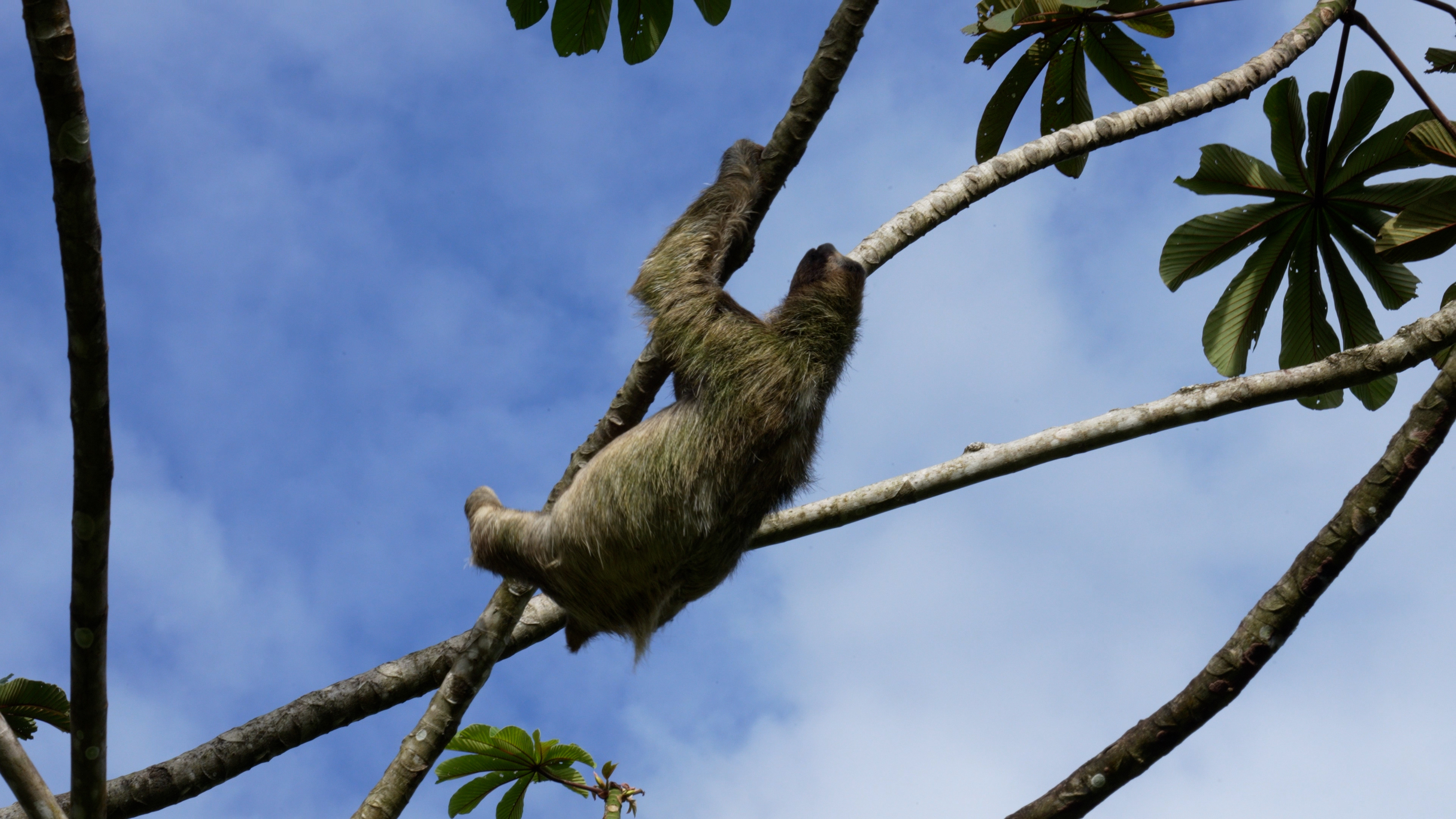 Sloth Climbs Cecropia Tree