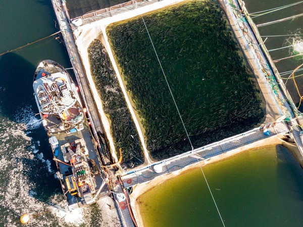 DJI ViewPoints - Hannes Jaenicke Salmon Farm 1 ©André Becker