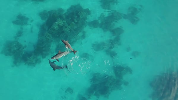 DJI ViewPoints - Hannes Jaenicke in Action for Dolphins 1 ©Tango Film