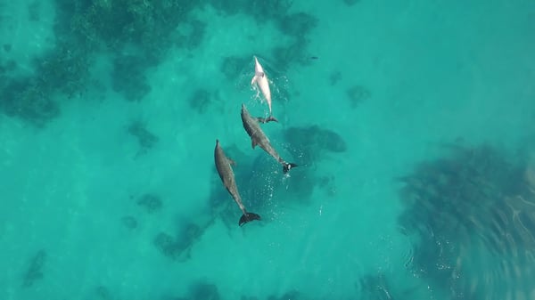 DJI ViewPoints - Hannes Jaenicke in Action for Dolphins 2 ©Tango Film