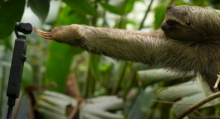 Sloth Animal Check In Uncovering the Secret Behaviour of Animals and Birds Without Disruption